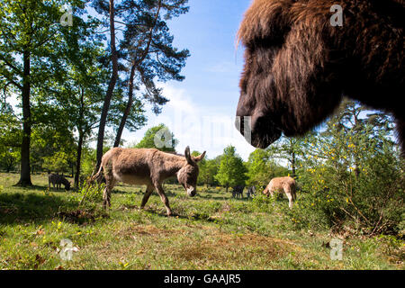 Germania, Troisdorf, Renania settentrionale-Vestfalia, asini nel Wahner Heath. Foto Stock