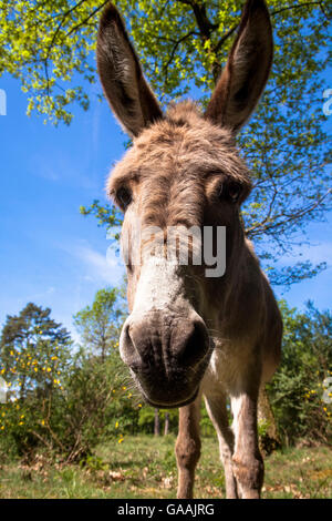 Germania, Troisdorf, Renania settentrionale-Vestfalia, asini nel Wahner Heath. Foto Stock