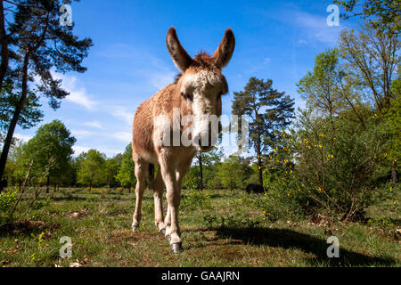 Germania, Troisdorf, Renania settentrionale-Vestfalia, asini nel Wahner Heath. Foto Stock