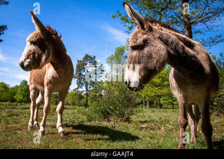 Germania, Troisdorf, Renania settentrionale-Vestfalia, asini nel Wahner Heath. Foto Stock