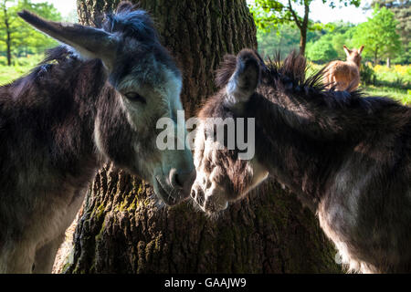 Germania, Troisdorf, Renania settentrionale-Vestfalia, asini nel Wahner Heath. Foto Stock