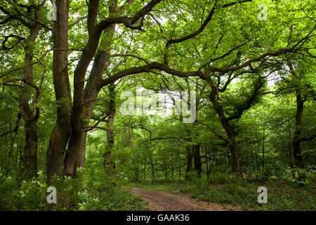 Germania, Troisdorf, Renania settentrionale-Vestfalia, legno nel Wahner Heath. Foto Stock