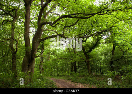 Germania, Troisdorf, Renania settentrionale-Vestfalia, legno nel Wahner Heath. Foto Stock