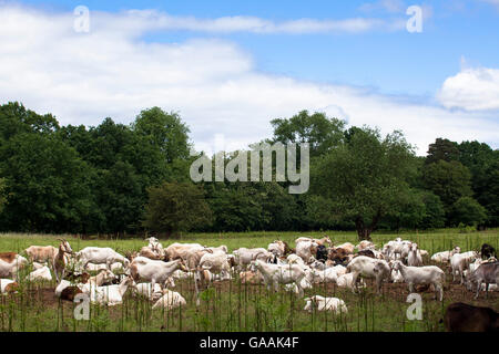 Germania, Troisdorf, Renania settentrionale-Vestfalia, capre nel Wahner Heath. Foto Stock