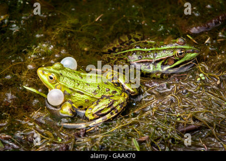 In Germania, in Renania settentrionale-Vestfalia, Wahner Heath, Rana Verde (lat. Rana kl. esculenta) con vocal sac. Foto Stock