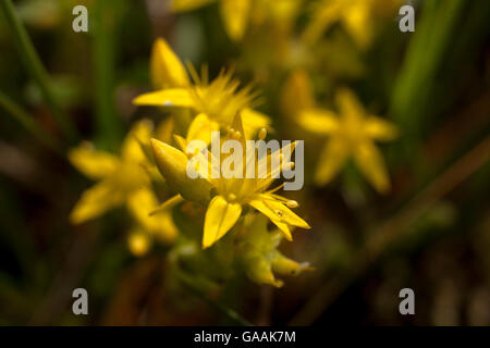 Germania, Troisdorf, Renania settentrionale-Vestfalia, mordere stonecrop (Sedum acre) nel Wahner Heath. Foto Stock