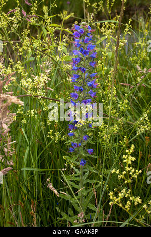 Germania, Troisdorf, Renania settentrionale-Vestfalia, viper dell bugloss (lat. Echium vulgare) nel Herfeld bog nel Wahner Heath. Foto Stock