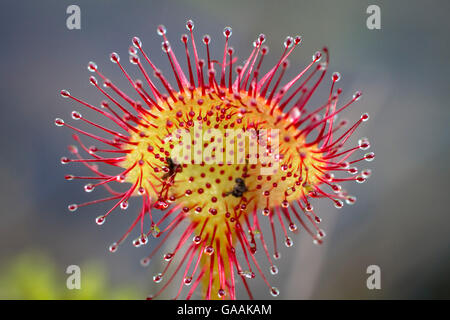 Germania, Troisdorf, Renania settentrionale-Vestfalia, round-lasciava sundew (drosera rotundifolia) nel Wahner Heath. Foto Stock