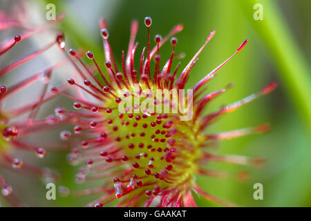 Germania, Troisdorf, Renania settentrionale-Vestfalia, round-lasciava sundew (drosera rotundifolia) nel Wahner Heath. Foto Stock