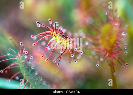 Germania, Troisdorf, Renania settentrionale-Vestfalia, round-lasciava sundew (drosera rotundifolia) nel Wahner Heath. Foto Stock