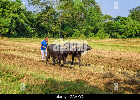 L'agricoltore nepalese aratura in campo agricolo tradizionalmente con un aratro attaccato ad una coppia di tori Foto Stock