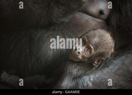 A sei settimane di età del bambino di un Western pianura gorilla Foto Stock