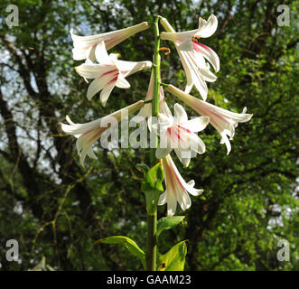 Giant Himalayan Lily (Cardiocrinum giganteum) nei giardini a Dunham Massey, Altrincham, Cheshire, Inghilterra, Regno Unito Foto Stock