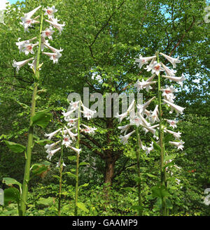 Giant Himalayan Lily (Cardiocrinum giganteum) nei giardini a Dunham Massey, Altrincham, Cheshire, Inghilterra, Regno Unito Foto Stock