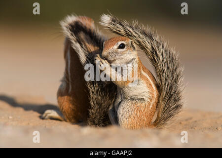 Massa Baby scoiattolo (Xerus inauris) usando la coda per ombra, Kgalagadi Parco transfrontaliero, Sud Africa. Foto Stock