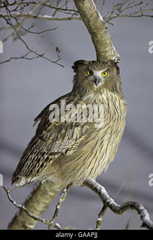 Blakiston&#39;s pesce civetta (Ketupa blakistoni) arroccato, Hokkaido, Giappone, febbraio. Foto Stock