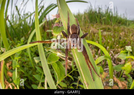 Fen zattera spider / grande zattera spider (Dolomedes plantarius) femmina adulta. Norfolk Broads, UK, Settembre. Le specie vulnerabili. Foto Stock