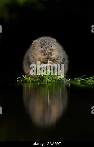 Acqua vole (Arvicola amphibius) alimentazione a bordo di acqua, Kent, Regno Unito, dicembre. Foto Stock