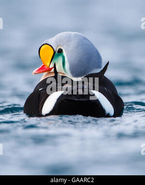 Maschio adulto King Eider (Somateria spectabilis) ritratto da dietro e mostra anche triangolare vele nero sul retro e lati bianco della groppa. Batsfjord, Norvegia, Marzo. Foto Stock