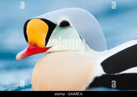 Maschio adulto King Eider (Somateria spectabilis) close up ritratto, Batsfjord, Norvegia, Marzo. Foto Stock