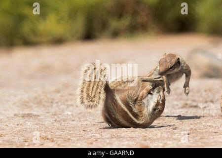 Massa Barbary scoiattoli (Atlantoxerus getulus) combattimenti, Fuerteventura, Isole Canarie. Introdotto dal Nord Africa. Foto Stock