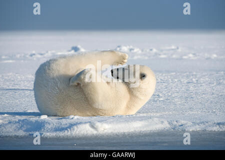 Orso polare (Ursus maritimus) giovani portano rotolando nella neve, sulla confezione appena formata ghiaccio durante l'autunno congelarsi, Beaufort Sea, off costa artica, Alaska Foto Stock