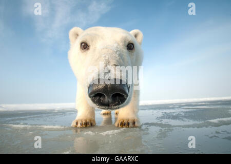 Orso polare (Ursus maritimus) curioso giovani portano avvicinando la fotocamera, sui nuovi pack di formazione di ghiaccio durante l'autunno congelarsi, Beaufort Sea, off costa artica, Alaska Foto Stock