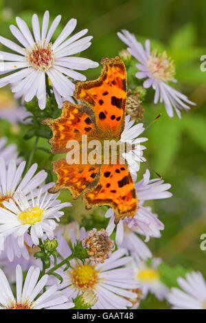 Virgola butterfly (Polygonia c-album) alimentazione su wild aster, Sutcliffe Parco Riserva Naturale, Eltham, LONDRA, REGNO UNITO, Settembre. Foto Stock