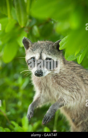 Procione pigmeo (Procione pygmaeus) ritratto, Isola di Cozumel, Messico. Specie gravemente minacciate specie endemiche. Foto Stock