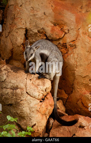 Nero-footed rock wallaby (Petrogale lateralis), Cape range National Park, Exmouth, Australia occidentale Foto Stock