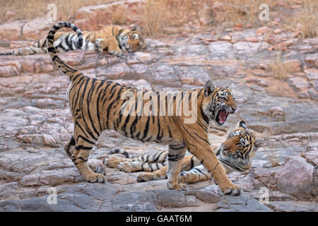 Tigre del Bengala (Panthera tigris tigris) 11 mese i cuccioli con la madre &#39;T19 Krishna&#39; in background, Ranthambhore National Park, India. Foto Stock