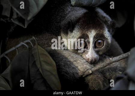 Iavan slow loris (Nycticebus javanicus) salvato da Giacarta aiuti per gli animali di rete (JAAN), in gabbia di contenimento, animale centro di salvataggio, Jakarta, Indonesia. In pericolo critico. Post-produzione per rimuovere il riflesso della luce negli occhi. Foto Stock