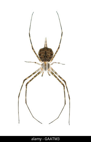 Due croci spider (Hersilia caudata) femmina, Centrale pianura costiera, Israele, Giugno. meetyourneighbors.net progetto Foto Stock