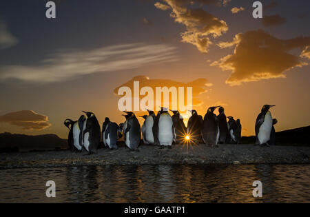 Pinguino reale (Aptenodytes patagonicus) colonia di sunrise. Grytviken, Isola Georgia del Sud. Foto Stock