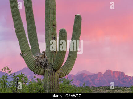 Grande gufo cornuto (Bubo virginianus) pulcini nel nido di cactus Saguaro (Carnegiea gigantea) al tramonto, Santa Catalina Mountains, Arizona, USA, maggio. Foto Stock