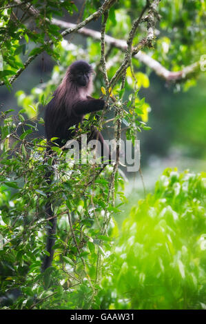 Grigio-cheeked mangabey (Lophocebus albigena) in Nyungwe NP, Ruanda Foto Stock