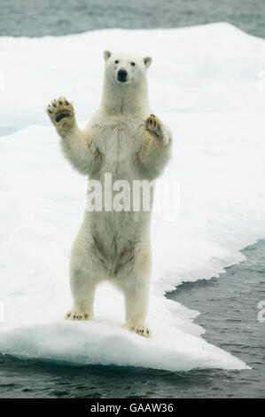 Orso polare (Ursus maritimus) agitando in piedi sulle zampe posteriori con zampe sollevate, Svalbard, Norvegia, settembre. Foto Stock