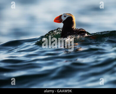 Tufted puffin (Fratercula cirrhata) nuoto sul mare, Comandante Isola, Russia, Settembre. Foto Stock