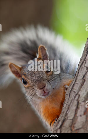 Rosso-panciuto scoiattolo (Sciurus aureogaster) peering ramo rotondo, Città del Messico, Messico, Novembre. Foto Stock