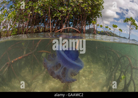 Dividere il livello di una grande corona viola medusa (Netrostoma setouchina) fondali bassi di mangrovie. Mali Isola, Provincia di Macuata, Figi, South Pacific. Foto Stock