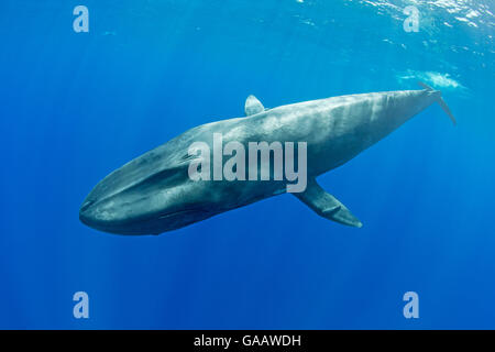 Pigmei balena blu (Balaenoptera musculus brevicauda) Mirissa, Sri Lanka, Oceano Indiano. Specie in via di estinzione. Sottospecie di balena blu. Foto Stock