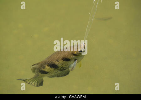 Nastrare archerfish (Toxotes jaculatrix) sputare, Oolioo Sandbar, territorio Wildlife Park, Berry Springs, Territorio del Nord, l'Australia. Foto Stock