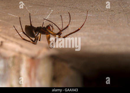 Grotta europea spider (Meta menardi) sul soffitto della cantina. Worcestershire, Regno Unito. Aprile. Foto Stock