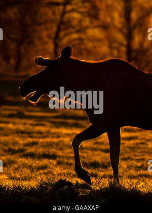 Unione elk / alci (Alces alces) photograped nel sole di mezzanotte. Troms, Norvegia settentrionale. Giugno Foto Stock