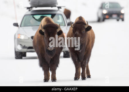 (Bison bison bison) coppia permanente sulla strada in inverno, il Parco Nazionale di Yellowstone, Wyoming usa, Marzo. Foto Stock