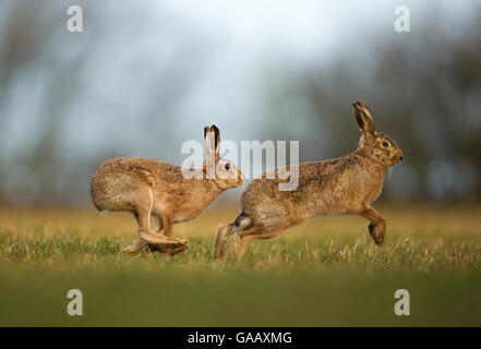 Brown lepre (Lepus europaeus) maschio adulto perseguendo femmina, Derbyshire, Regno Unito, febbraio. Foto Stock