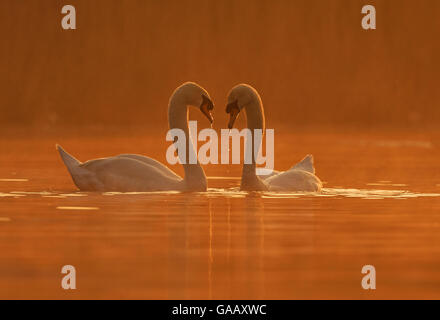 Cigno (Cygnus olor) il comportamento di corteggiamento, Wales, Regno Unito, Aprile. Foto Stock