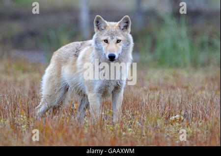 Lupo (Canis lupus lupus) Finlandia, settembre. Foto Stock