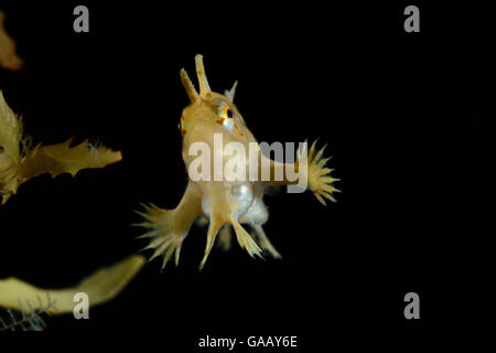 Sargassumfish (Histrio histrio) nuotare vicino a larga gulfweed dentata (Sargassum fluitans) Sargassum comunità. Sargasso Sea, Bermuda. Foto Stock