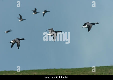 Piccolo gregge di Brent oche (Branta bernicla) in volo..Isola di Texel, Paesi Bassi, Europa Foto Stock